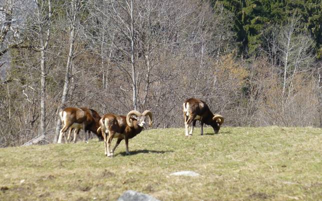 Pimont Chalet | Val Rendena Natura