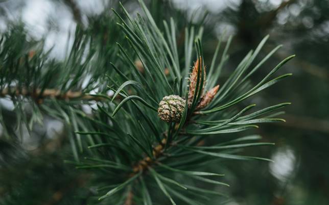 Pimont Chalet | Natura in Val Rendena